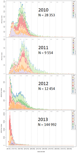 Fichier:AGJ tailles 5mm.png