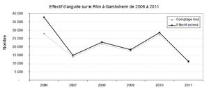 Effectif ang montaison rhin.jpg