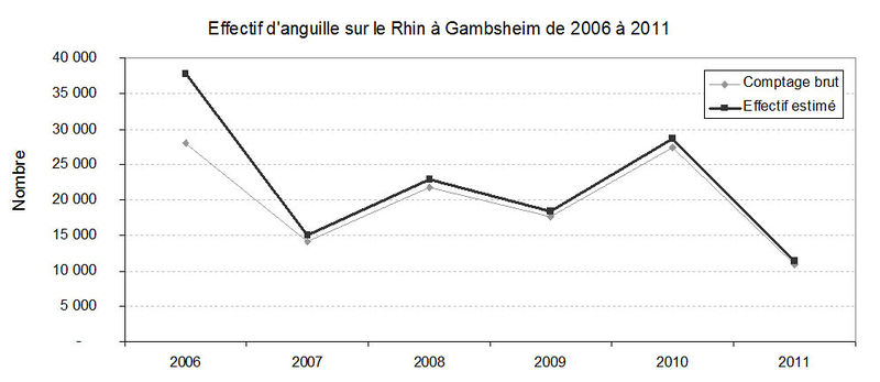 Fichier:Effectif ang montaison rhin.jpg