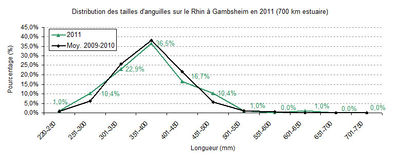 Distri taille ang rhin.jpg